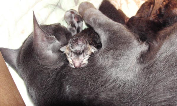 Kitten dat geboren is bij de poes die een baarmoederspoeling heeft ondergaan